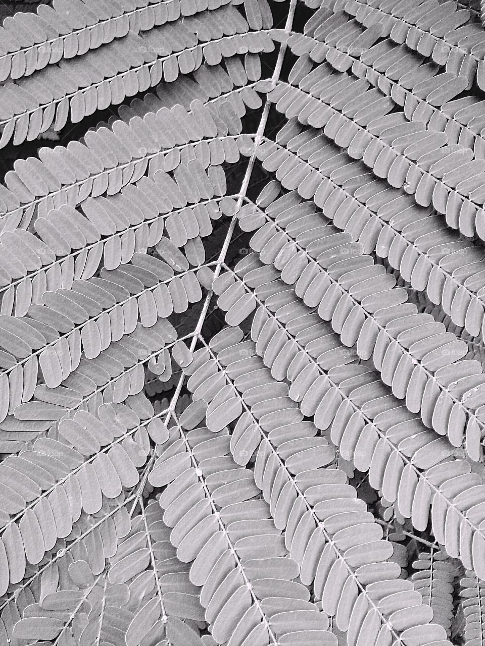 b&w photo,leaves design,background photo,leaf background,texture design,multi-purpose background photo,cute texture photo,background texture for you,one texture photo in a thousand,texture for u picture,best texture photo