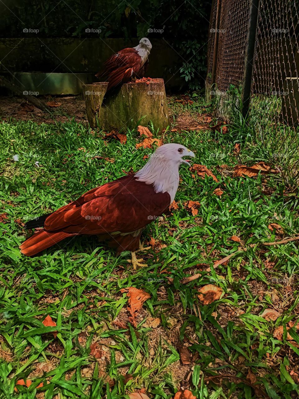 The gaze of the bondol eagle or Brahminy Kite with its scientific name Haliastur Indus is a species of bird of prey from the Accipitridae family and is a medium-
sized eagle species.