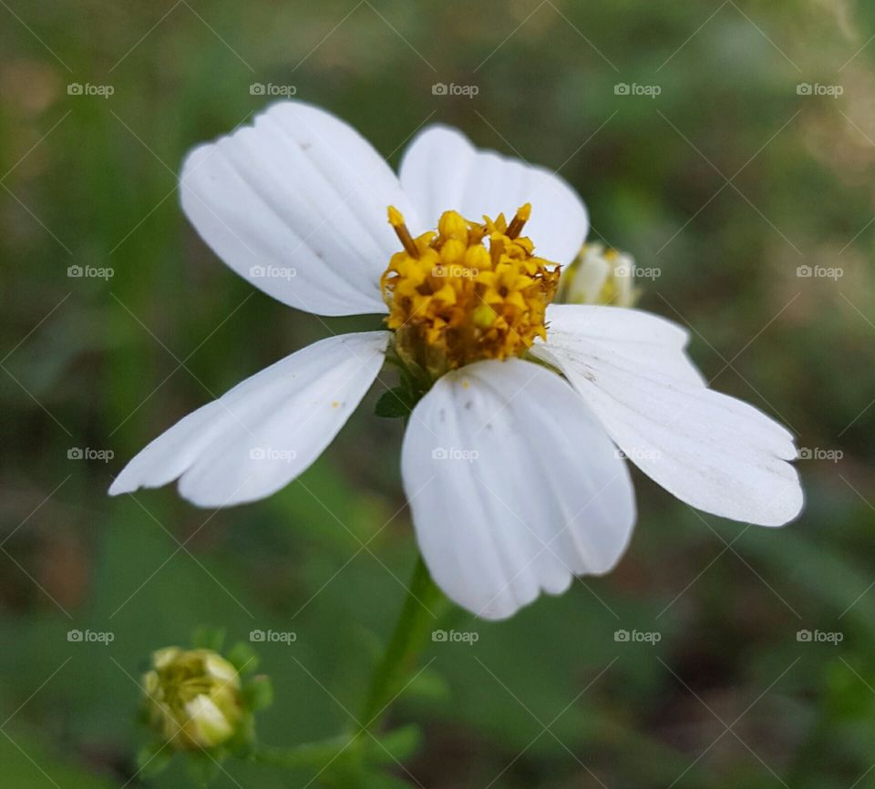 tiny wildflower