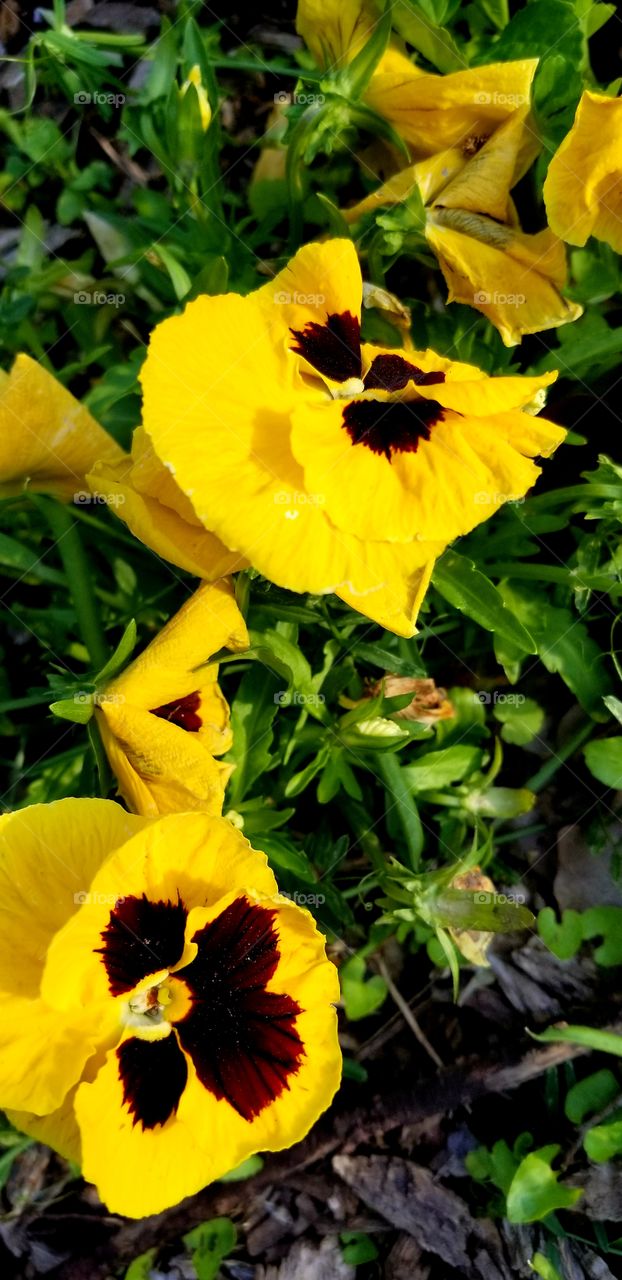yellow pansy flowers in the garden