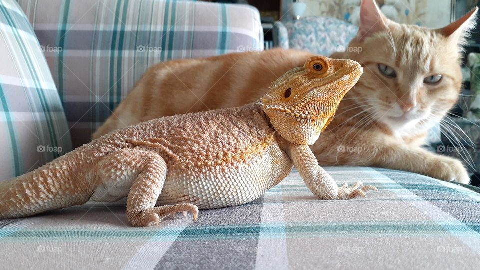 Orange Dragon and Tabby Relaxing