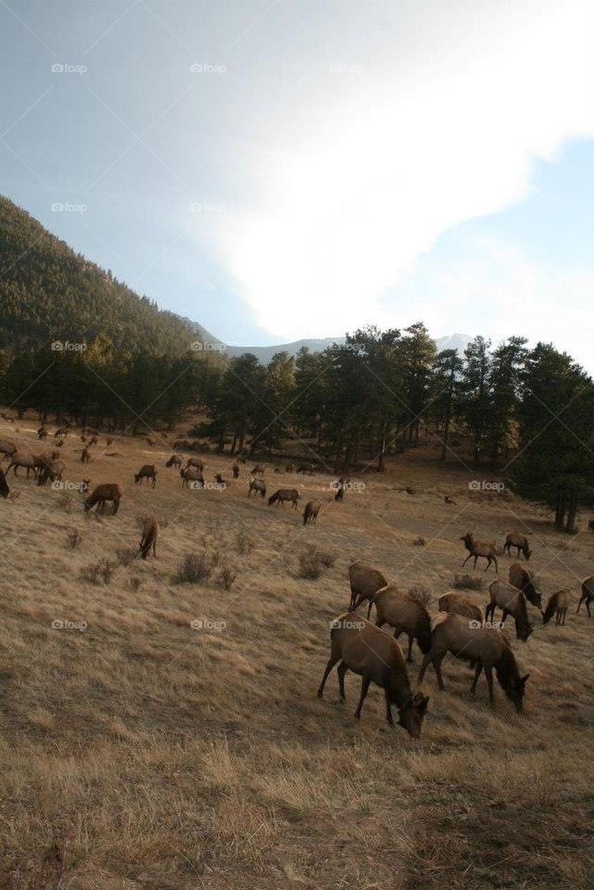 Elk