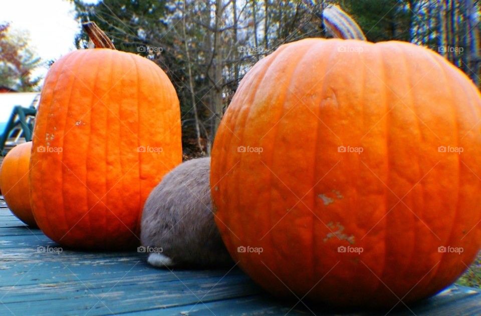 Pumpkin.. Rabbit, pumpkin 
