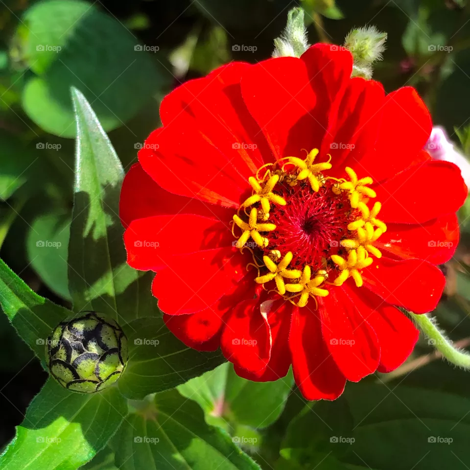 Flower 