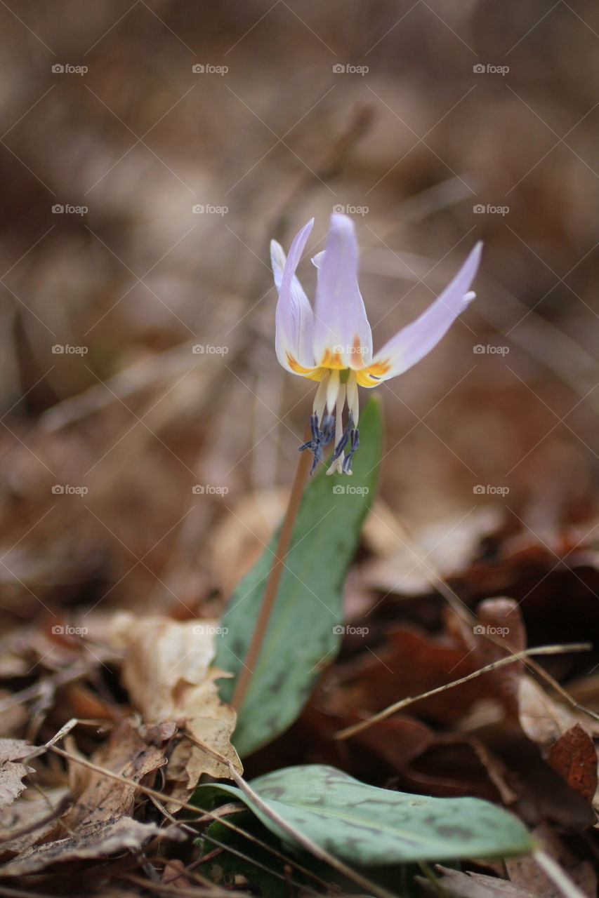 Spring cyclamen in the forest