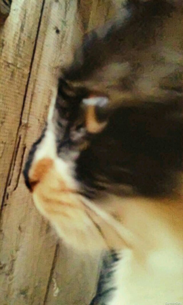 Yeti kitty
