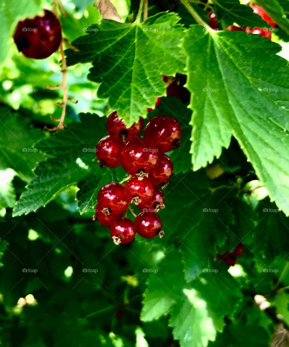 Ripe shiny red currants