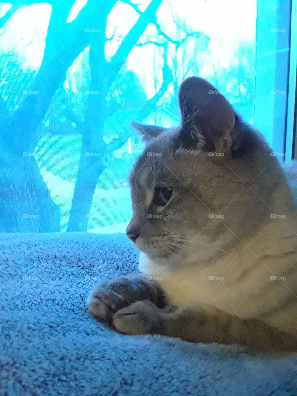 Siamese Tabby Cat relaxing in the window Gray blanket and blue window with bright background monochrome blue Gray and White