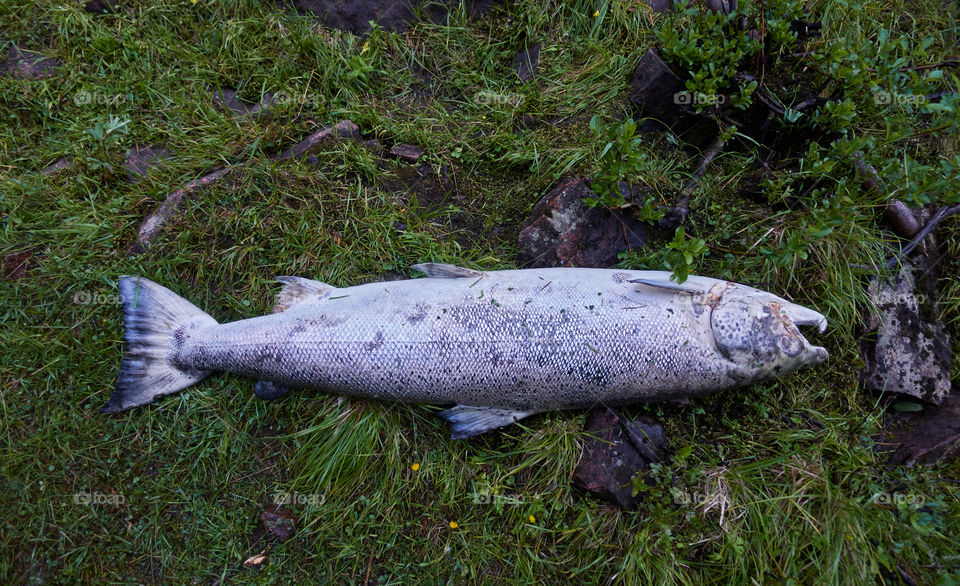 Dead salmon found at the bottom of Torne river at one meter deep water in Pajala, Sweden on July 1st, 2019. 