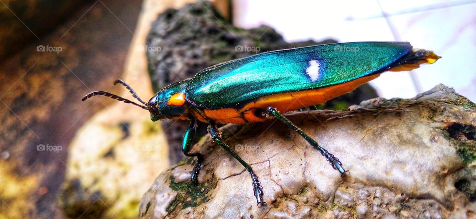 Gem beetles are often brightly colored and always have a hint of color usually on the underside.