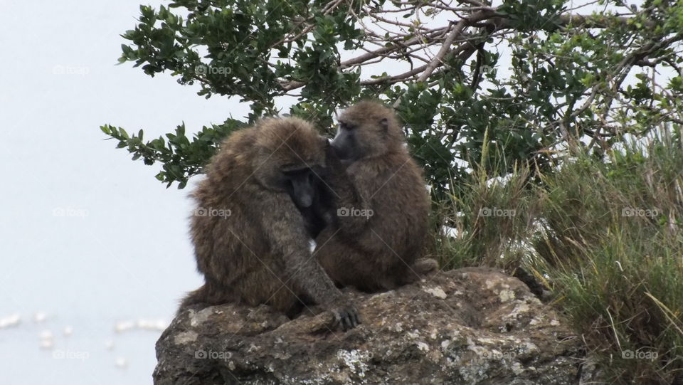 Baboons