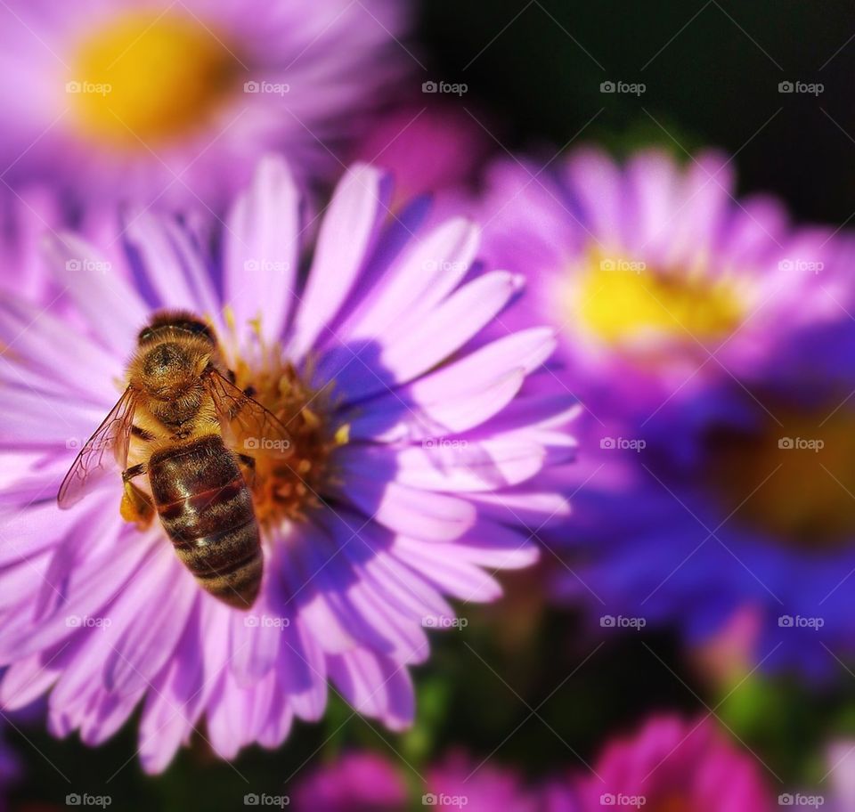 Bee on a pink flower