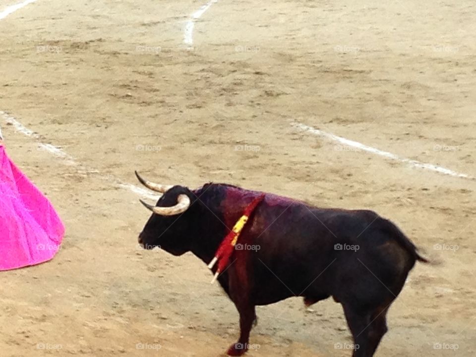 Bullfighter, Bull, Bullring, Cattle, Courage