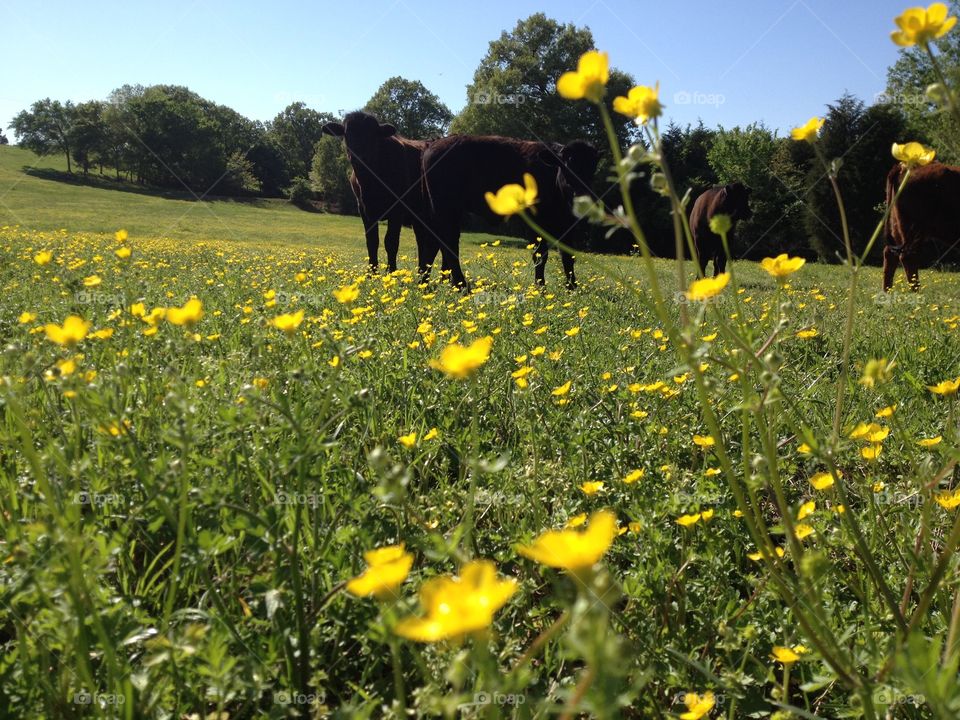 spring flowers with cattle in a field