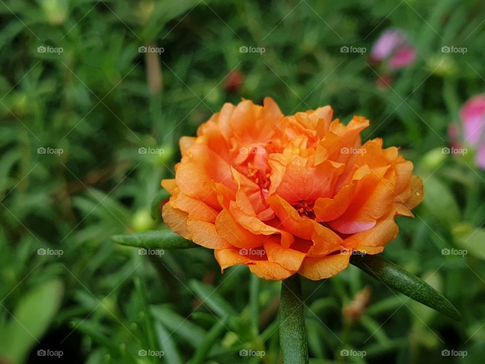 the Portulaca Grandiflora