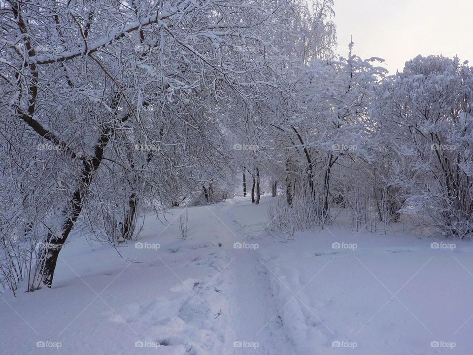 winter, trees in a white snow coat, frost, snow on branches, path, snowy winter, trees in the snow