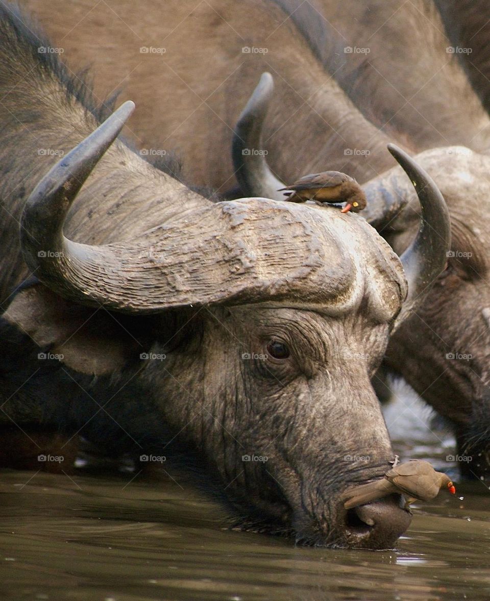 A close up shot of a buffalo 