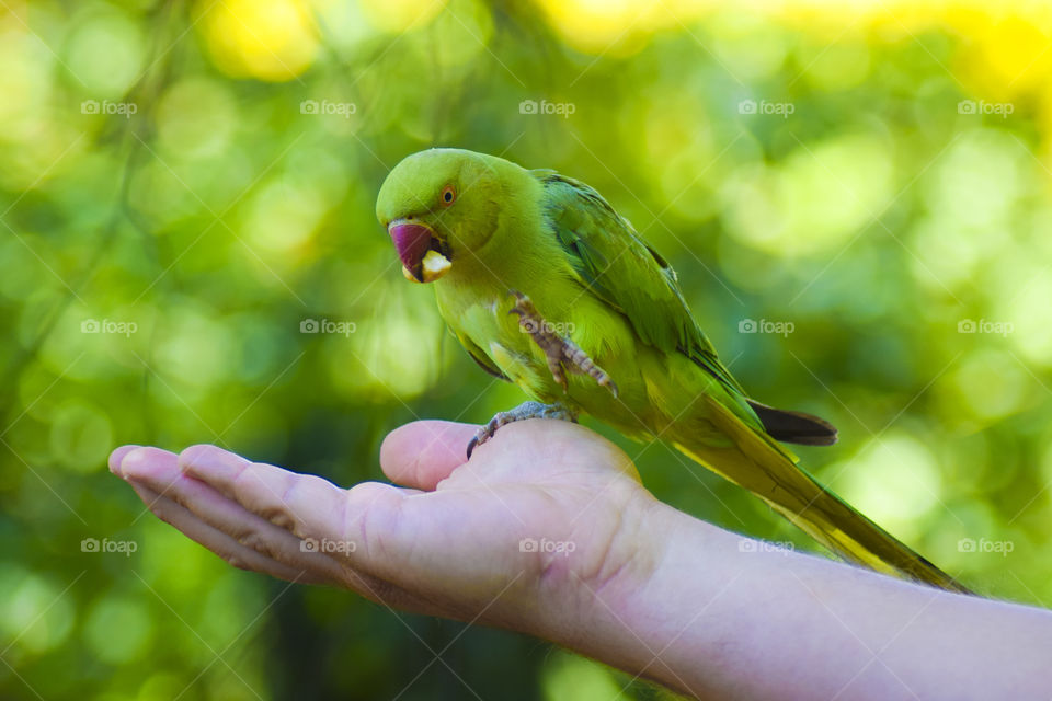 Man feeding a parrot