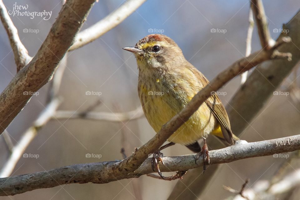 Palm Warbler