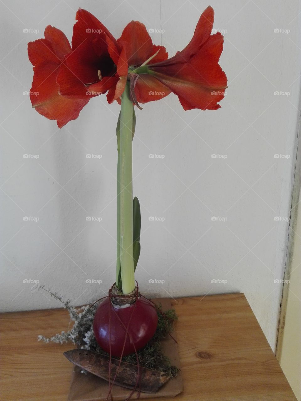 Amaryllis