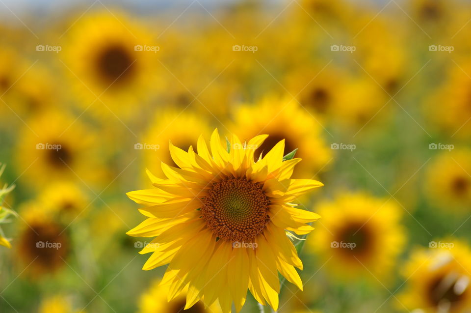 Beautiful sunflower field