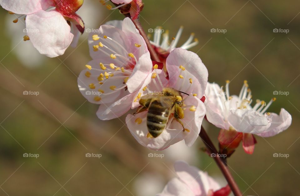 Bee pollinating on pink flower