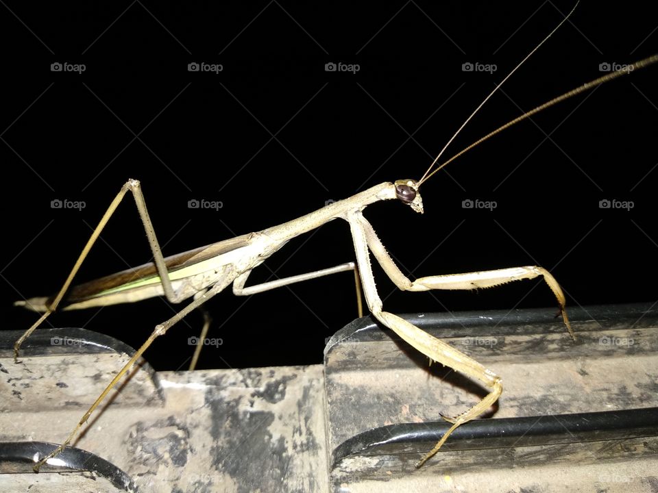 Grasshopper(mantis)