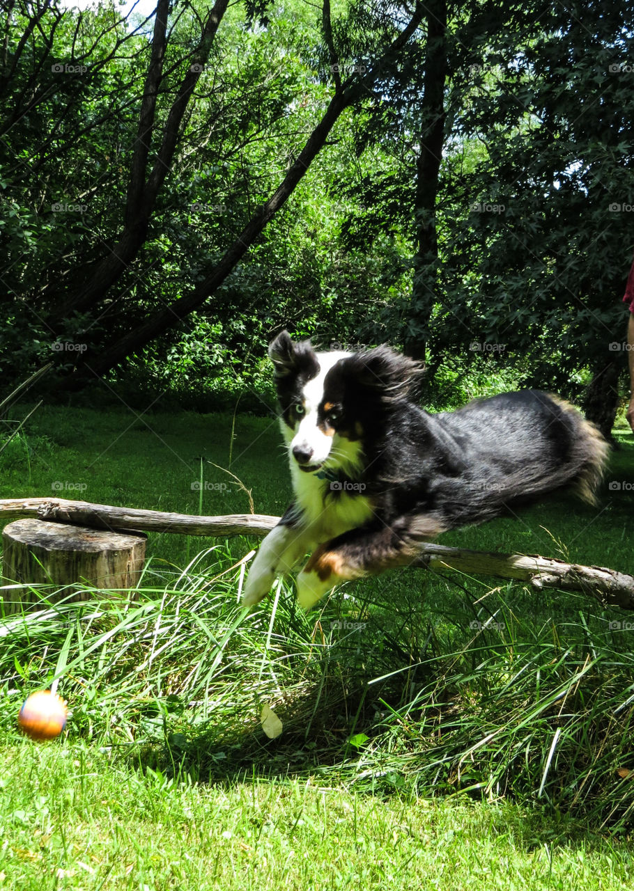 Black and white dog jumping over a branch in hopes of catching a ball.