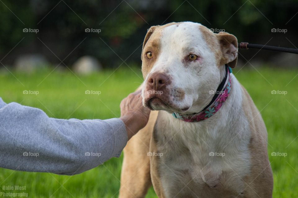 Grass, Dog, Mammal, Portrait, Nature