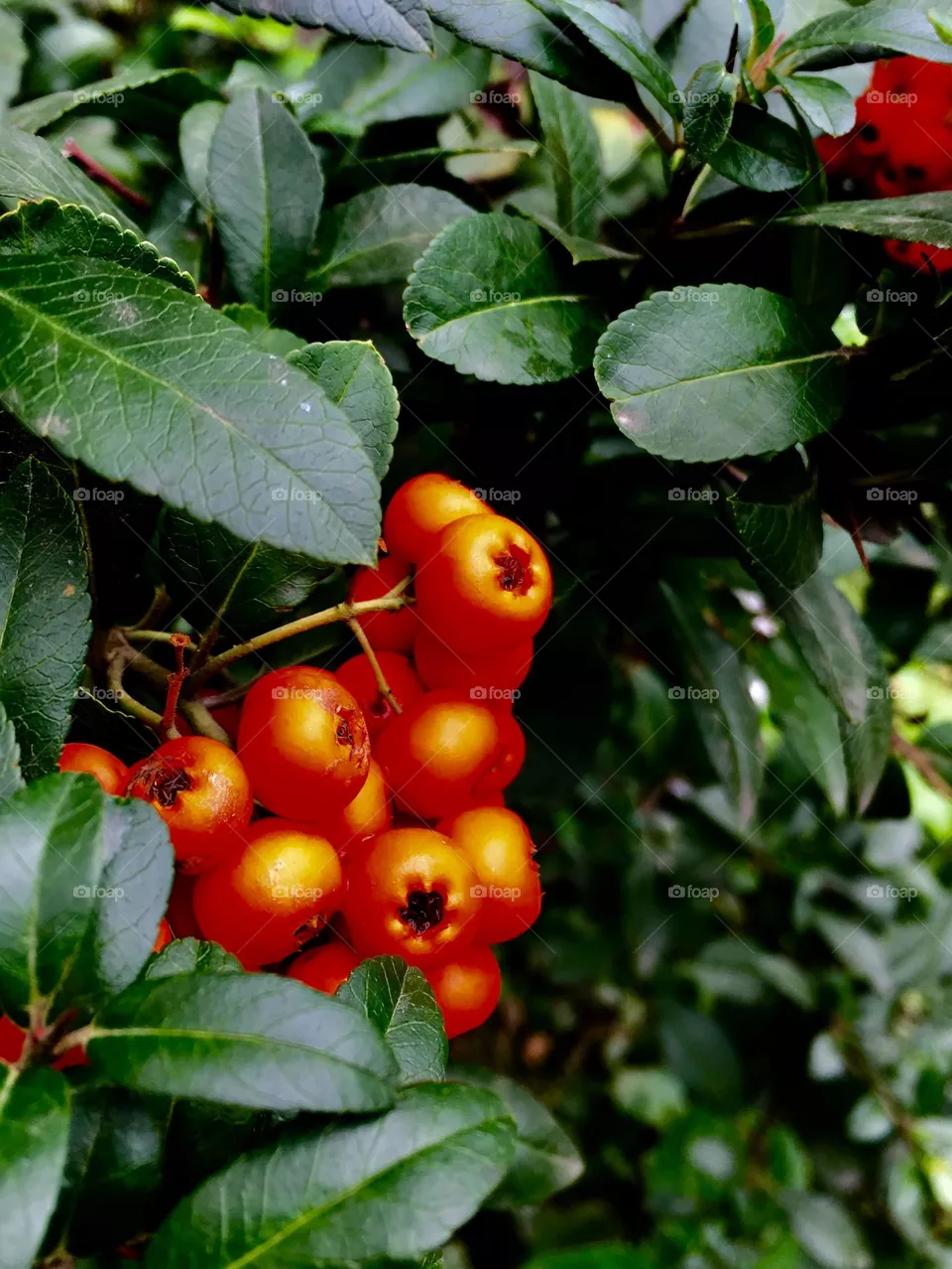 Automne 