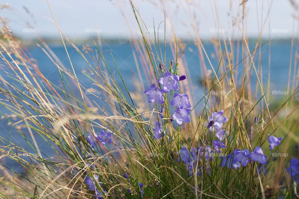 Summer flowers by the sea