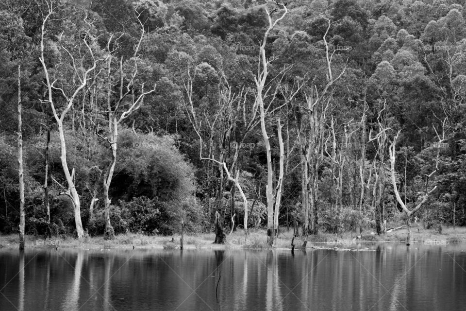nature's mirror in black and white