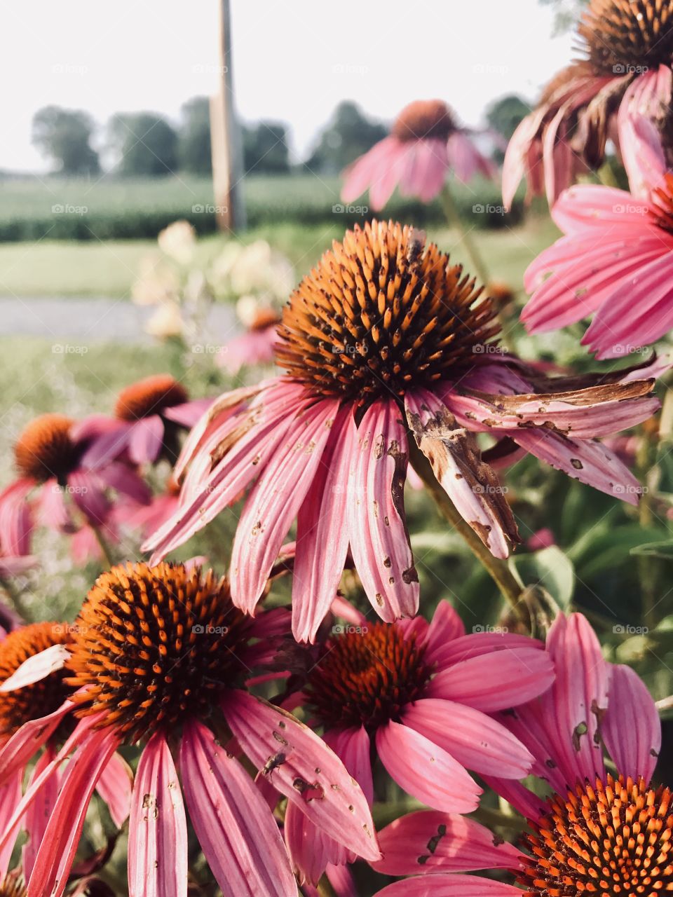Pink flowers blooming in the summer months. 