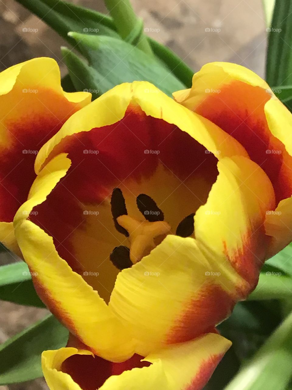 Inside of a tulip in a bouquet 