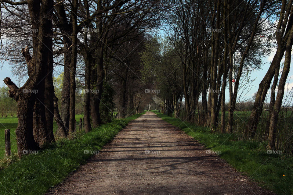 Road between the fields