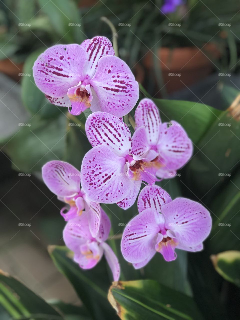 Orchid