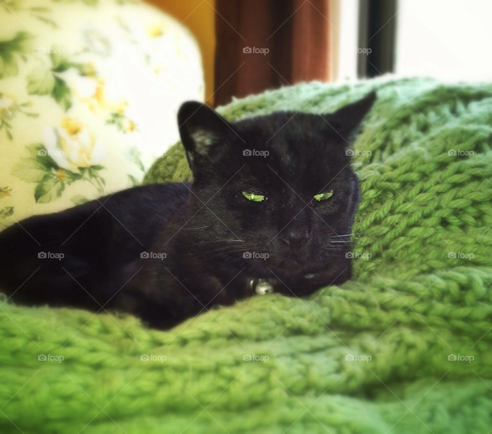 Cat's Eyes. Black cat at half-nap