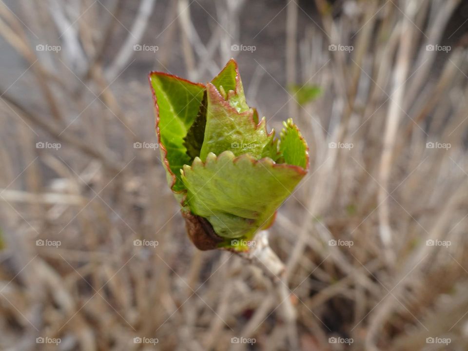 The bigleaf hydrangea 