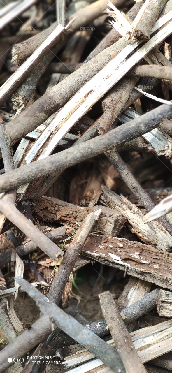 wood