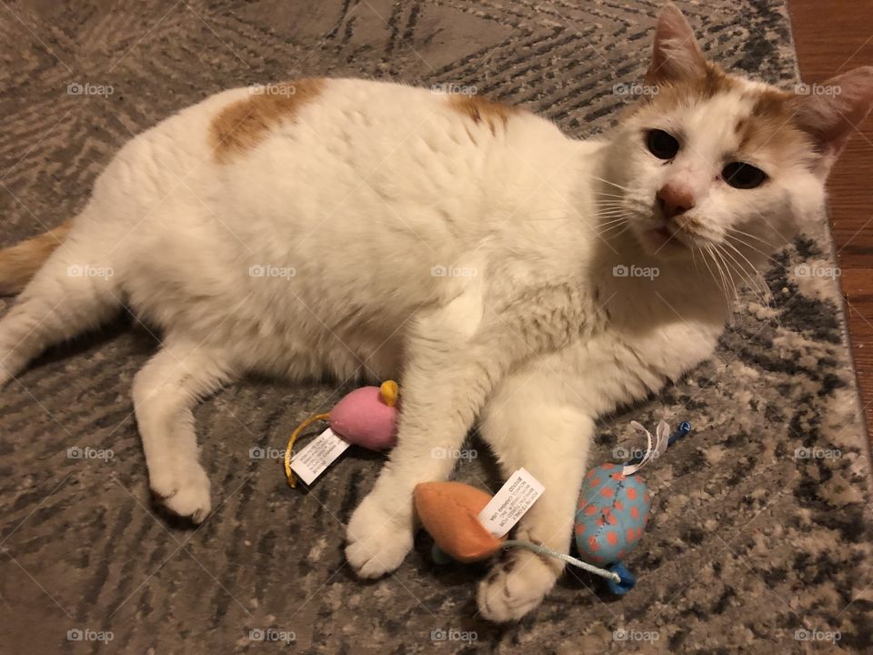 Sweetie and her toy mice