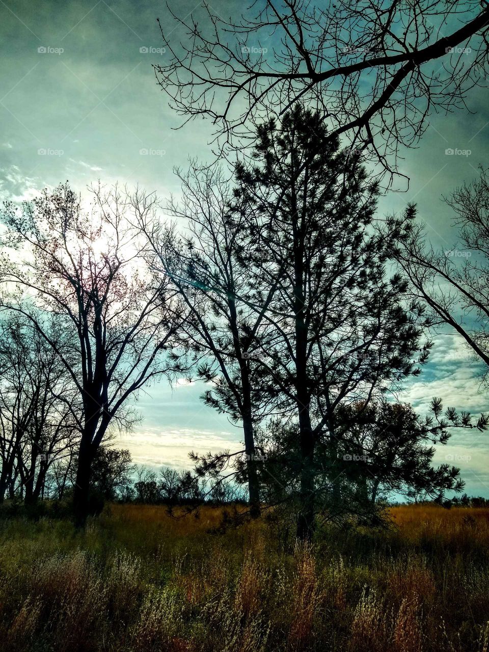 Mystical and moody cloud covered sun. Trees are bare from the first frost of the season. "The Veil Is Thin".