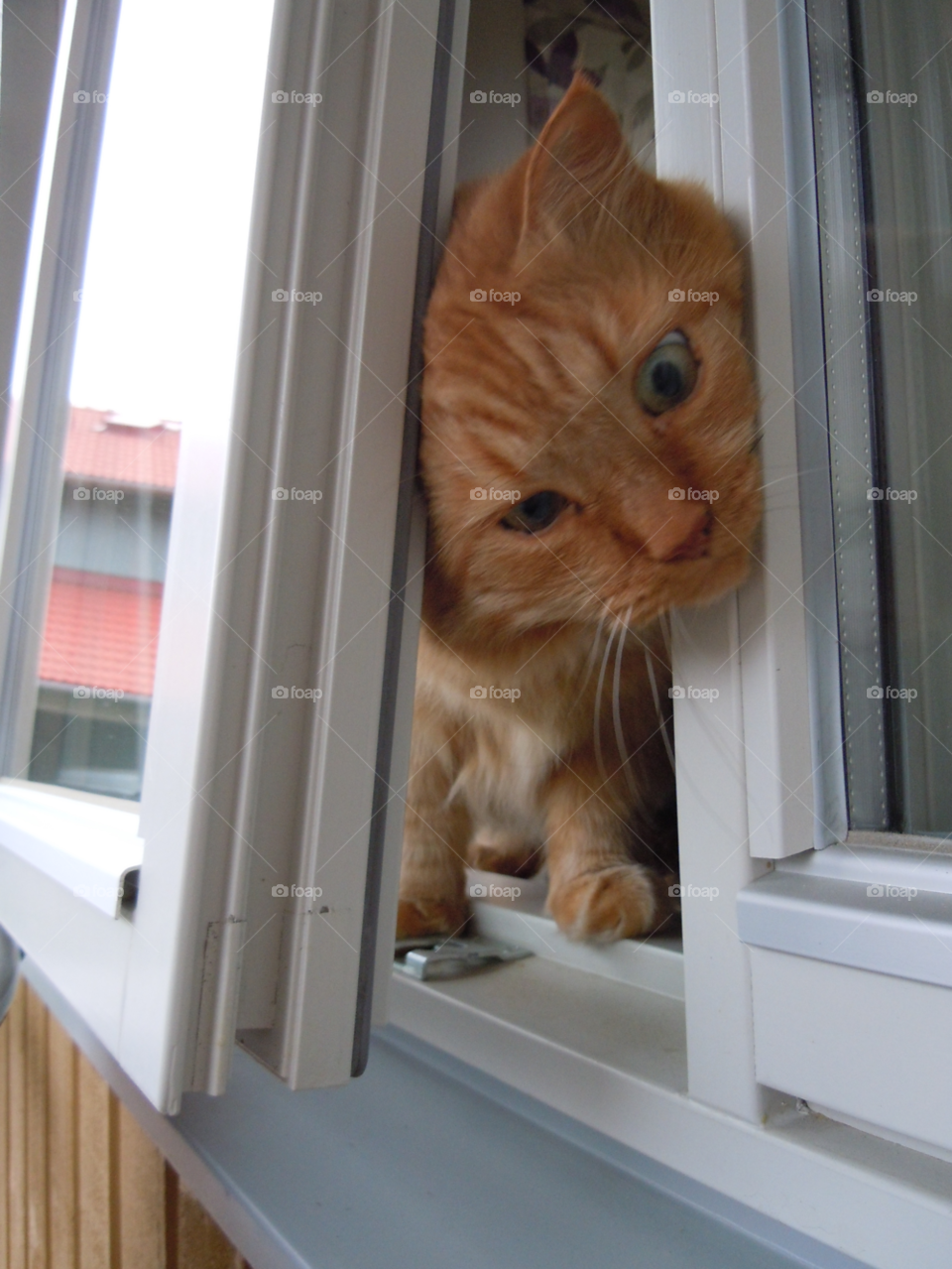 cat animal window pet by MagnusPm