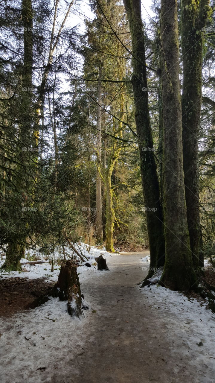 an icy path in the forest