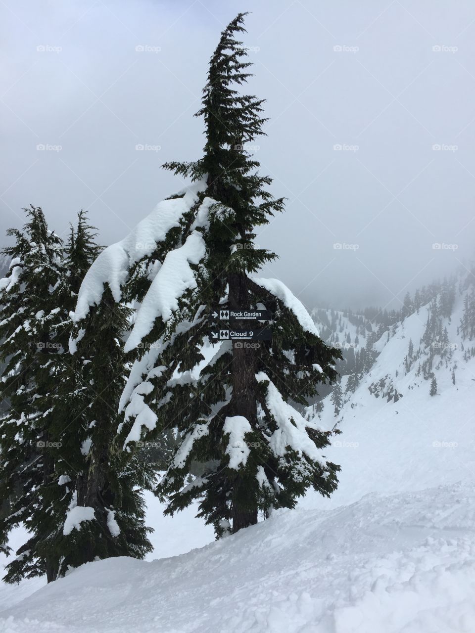Steven pass, snowy mountain, evergreen trees, trees, snow, ice, snowboarding, ski, skiing, snowing, double black diamond, black diamond, hardcore, fog