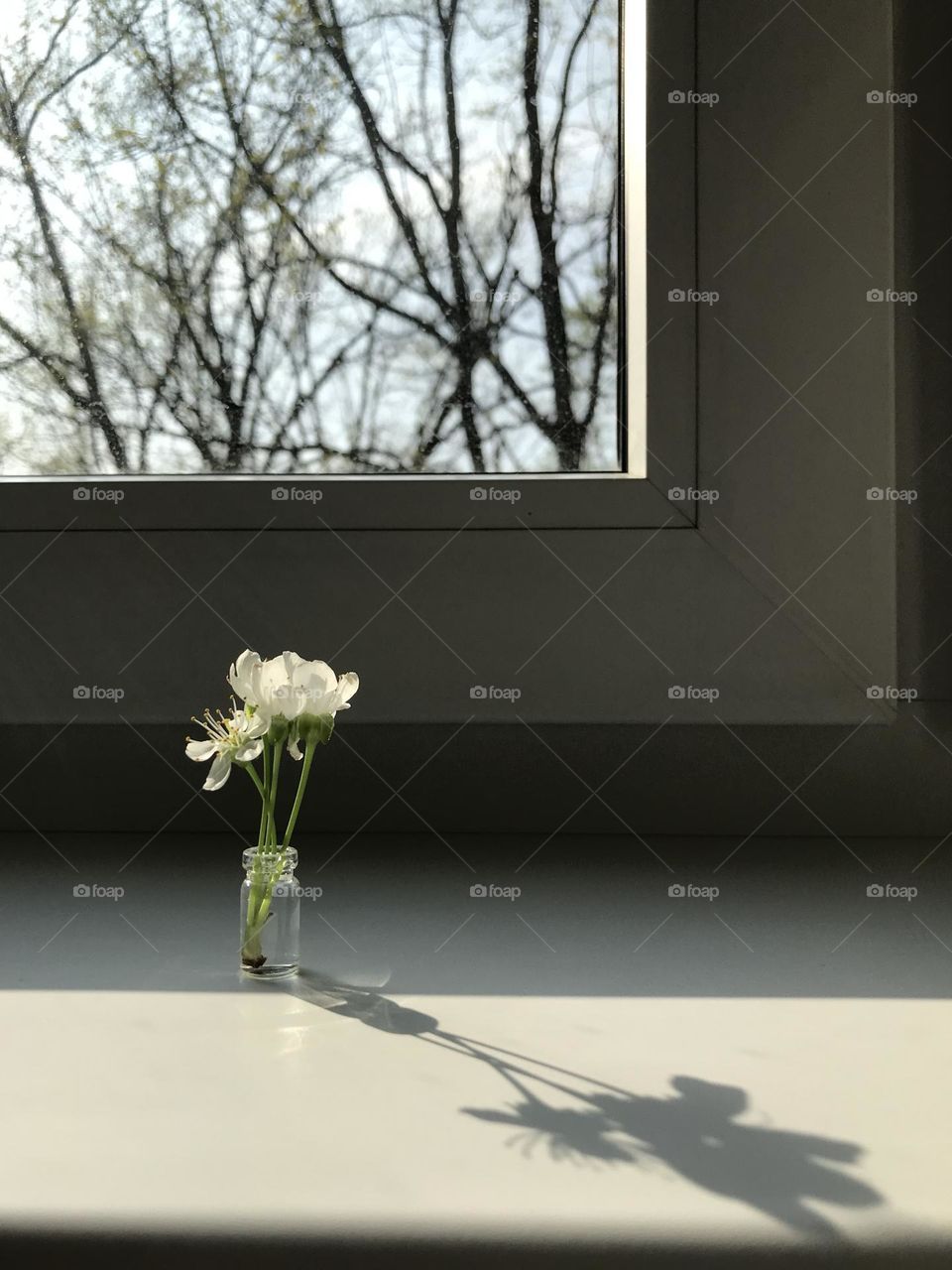 Apricot flowers in a micro vase