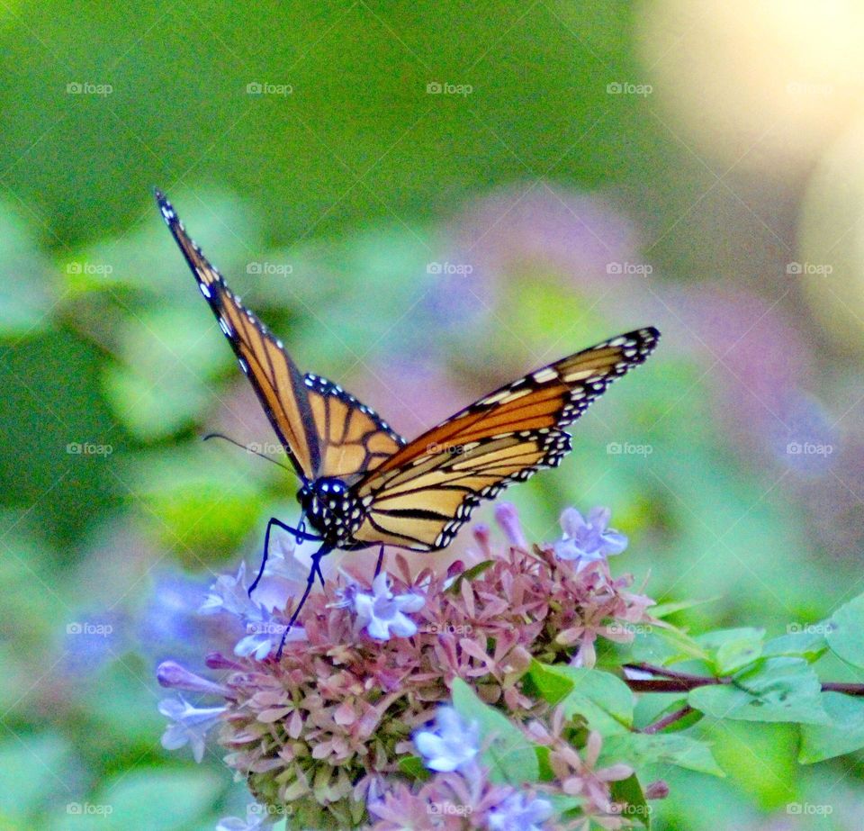 Monarch butterfly 