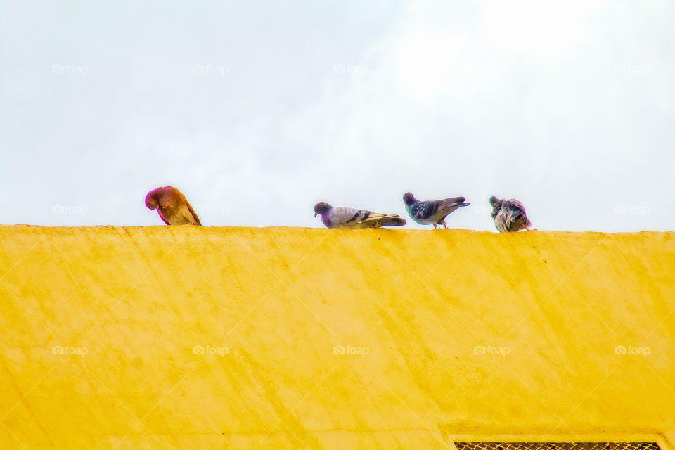 Pigeons on the wall