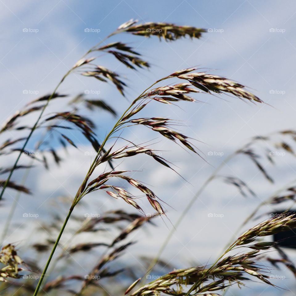 Red fescue sways in the gentle wind near the coast of the Puget Sound. Washington State