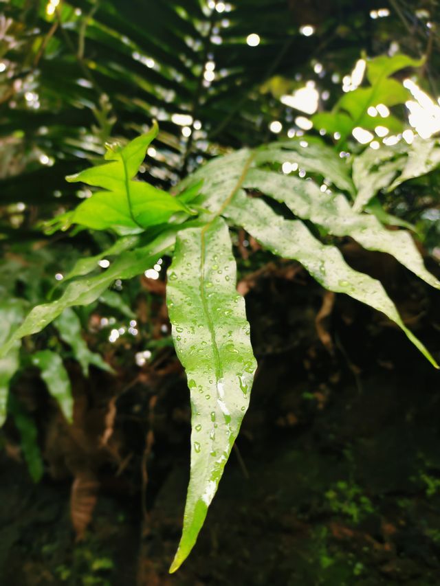 tropical green leaf in monsoon season