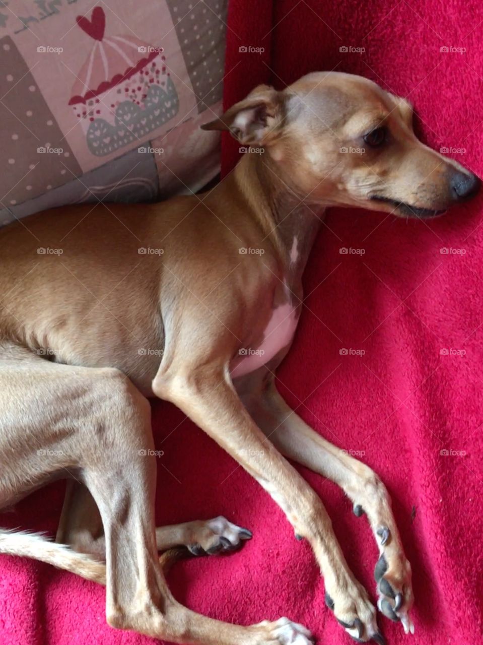 Amber the fawn Italian greyhound puppy relaxing, laid on the sofa on a red blanket 